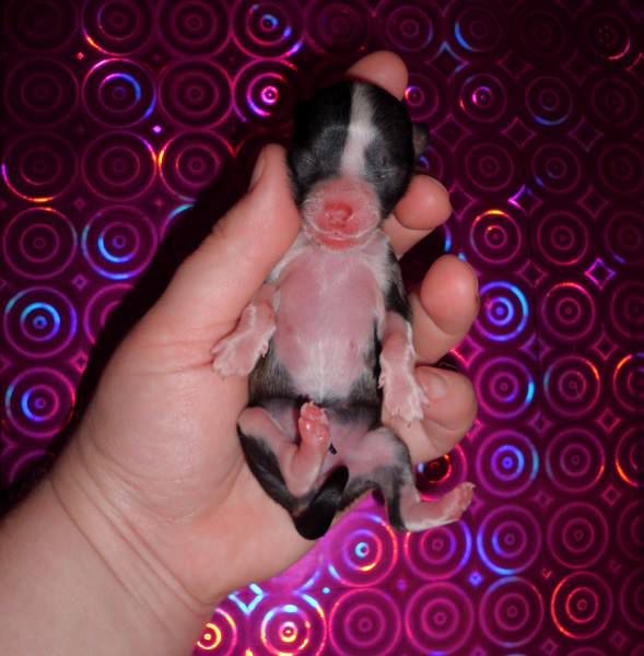 Happy Rainbow de L'Essence de Mon Tout