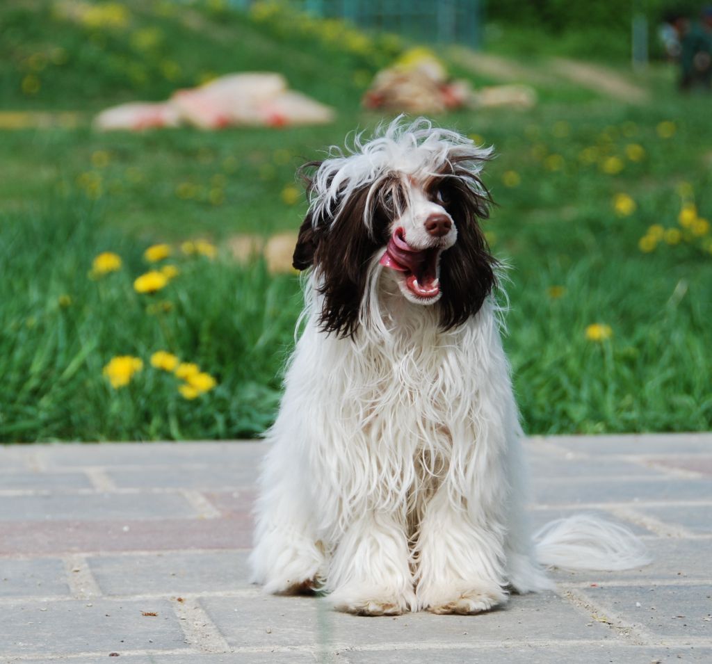 Luksorius Vishenka V Chokolade