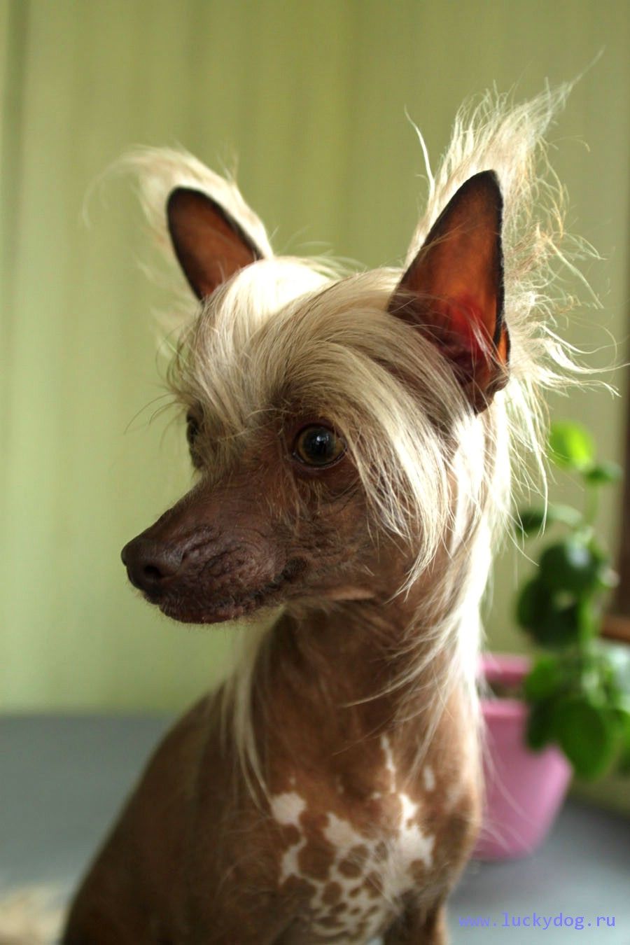 Yurate Chocoladnaya Shtuchka