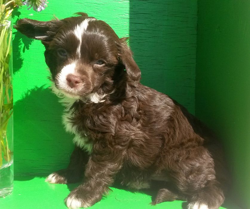 Bestsennoe Nasledie Nordik