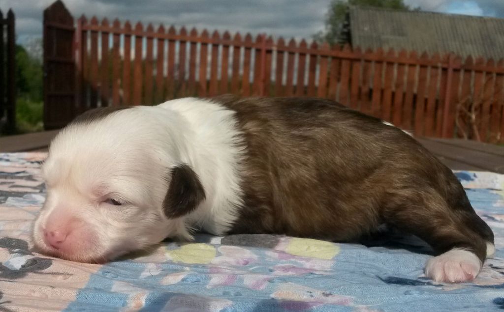 Bestsennoe Nasledie Nikol