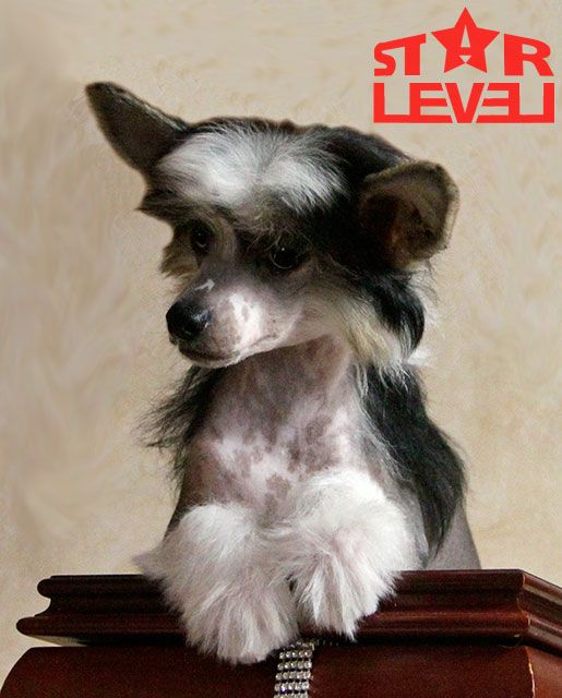 Star Level Life In Movement