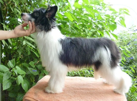 Rino Anne JP Dealer Jr.