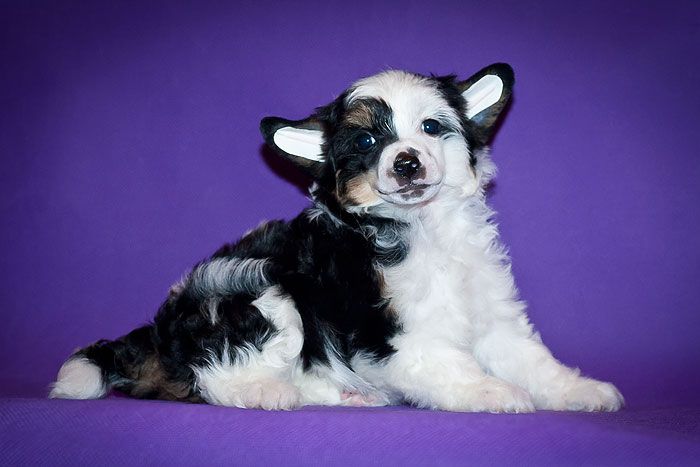 Status Imperial E-Terra del Sole