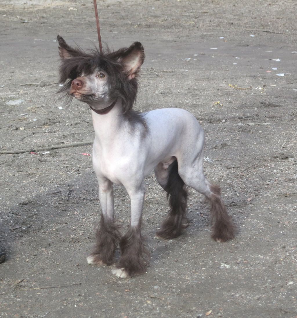 Bella Konstanta Urfin Dgus