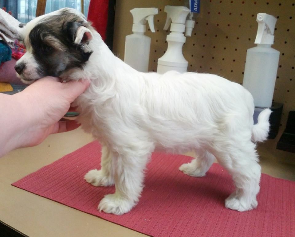 Entourage The Cats Whiskars