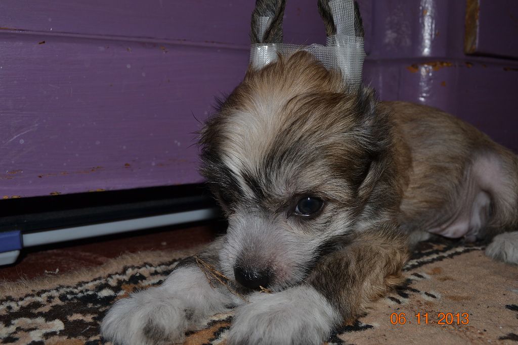 Galaxy Guarantee Uspeha