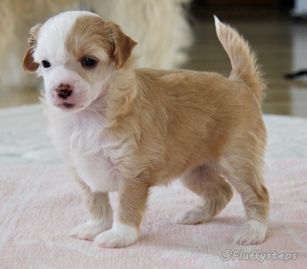 Fluffysteps Hey Ho Lets Go