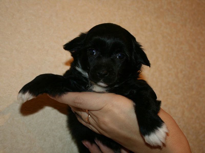 Sky Miracle Kallisto