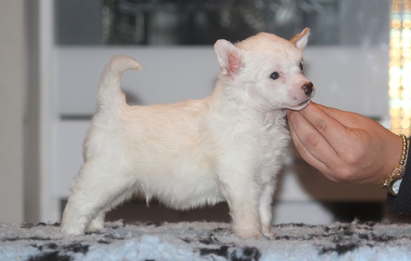 Arte Figure Bollinger Overdose