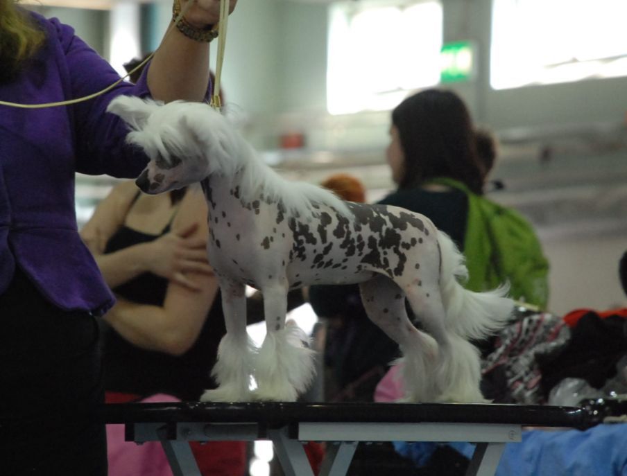 Arte Figure Marry Me Kors