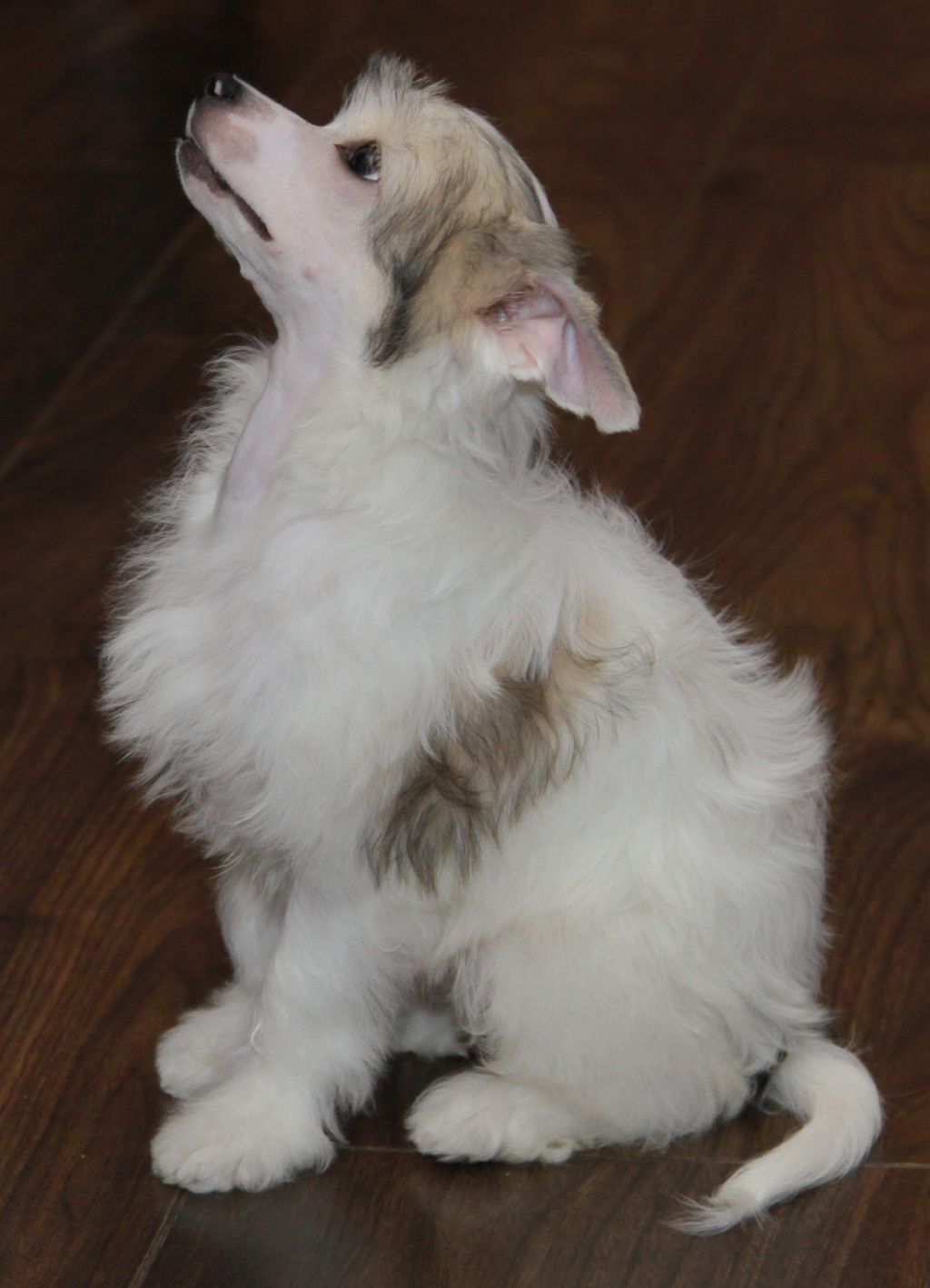 Premier Mari Churchill