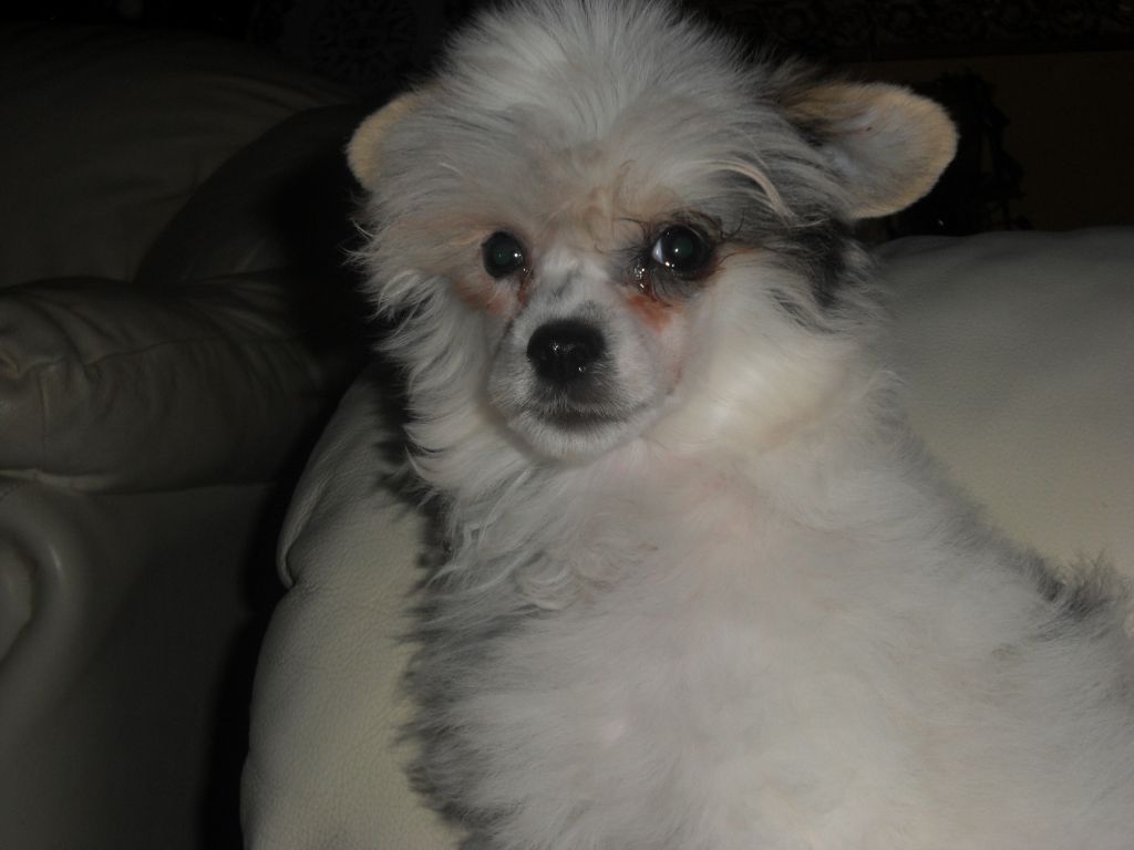 Merry Barahir Signore Della Torre