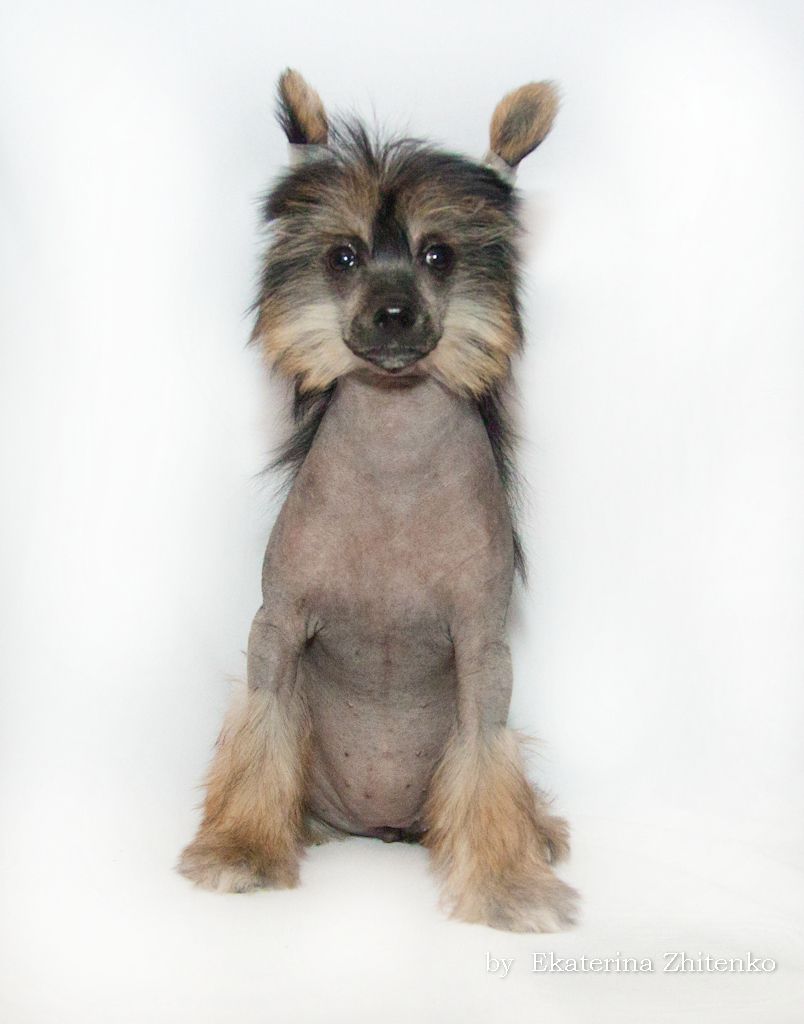 Zlato Volmari Val'kirija