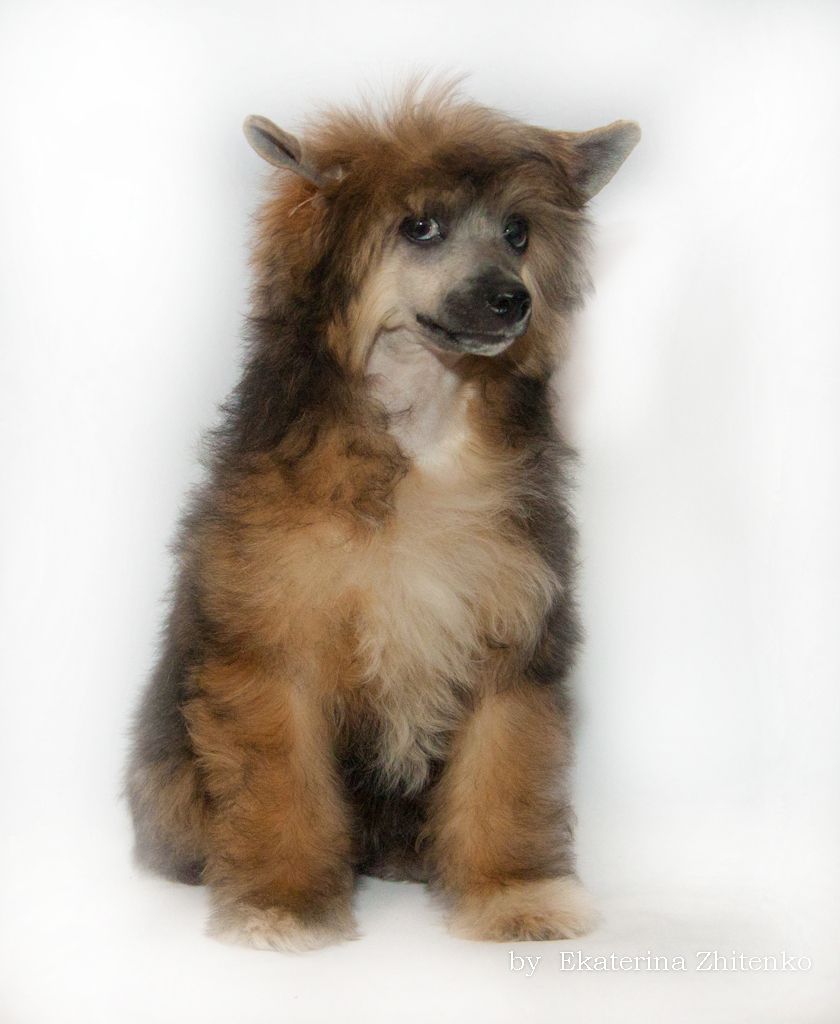 Zlato Volmari Vel'vet