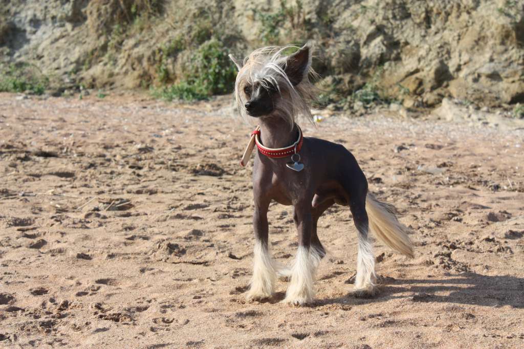 Zlato Volmari Vintazh