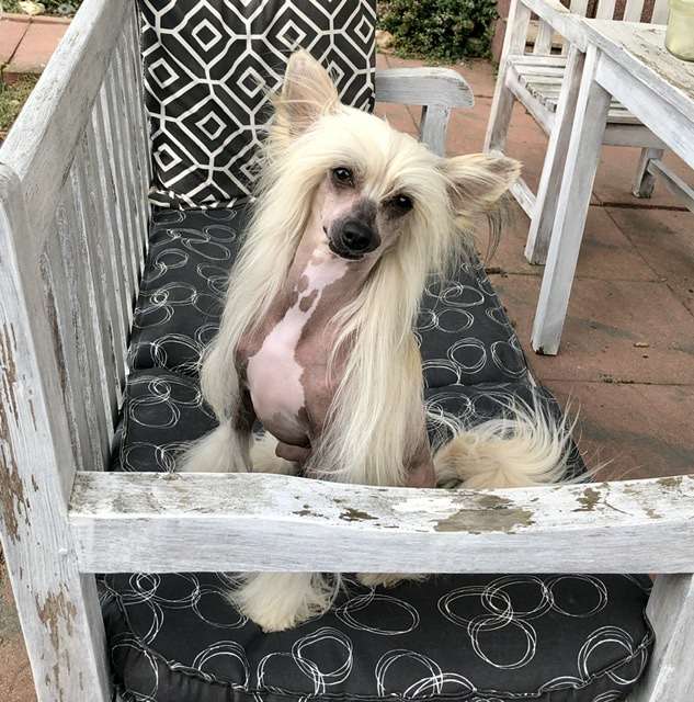 Ylang von  Shinbashi