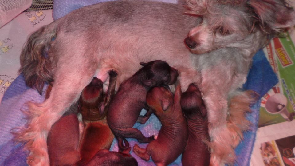 Druidwood Dreaming Domiziana