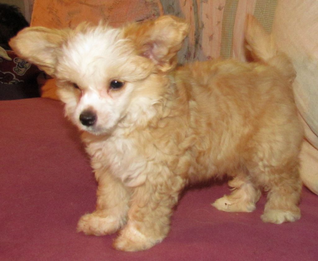 Saratoginja Alihandro