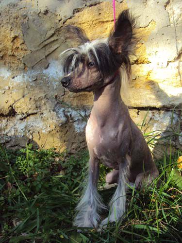 Gee Luli  (Dgee Luli)