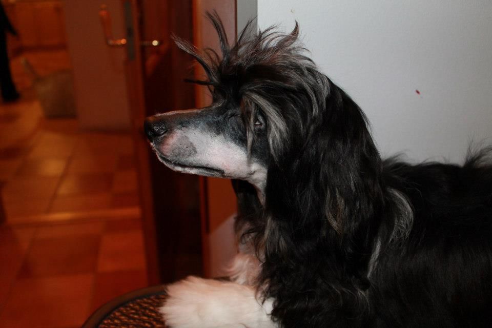 Lilla Wanillas Numentinus