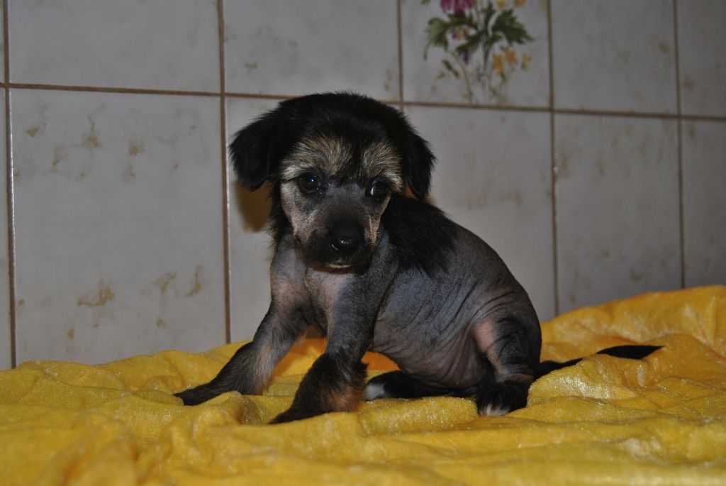 Risella's Chardonnay Selection