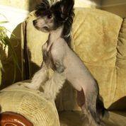 Fantazy Night Naos Twiggy Sunshine