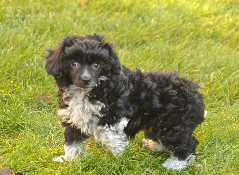 Fantazy Night Naos Taotou Yokozuna