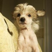 Fantazy Night Naos Truffaldino di Alba