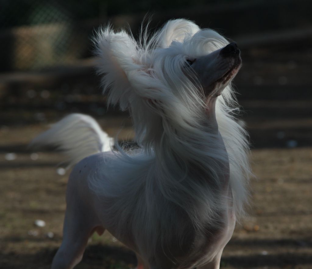 Premier Mari Shakira