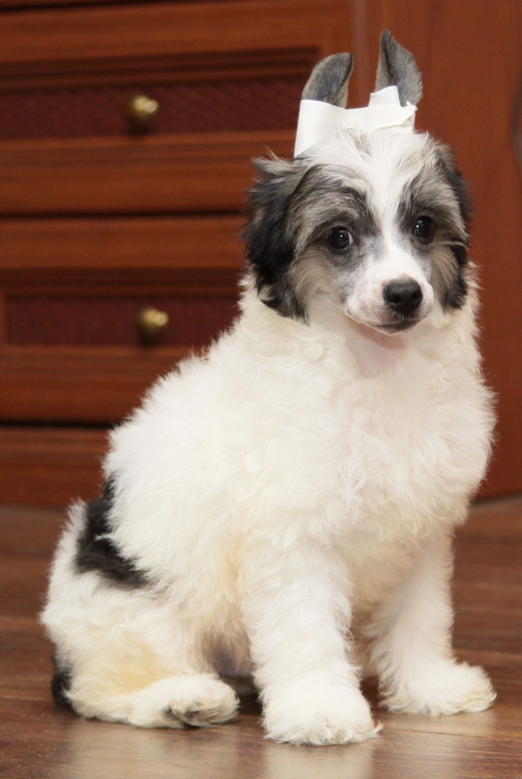 Premier Mari  Shatobrian