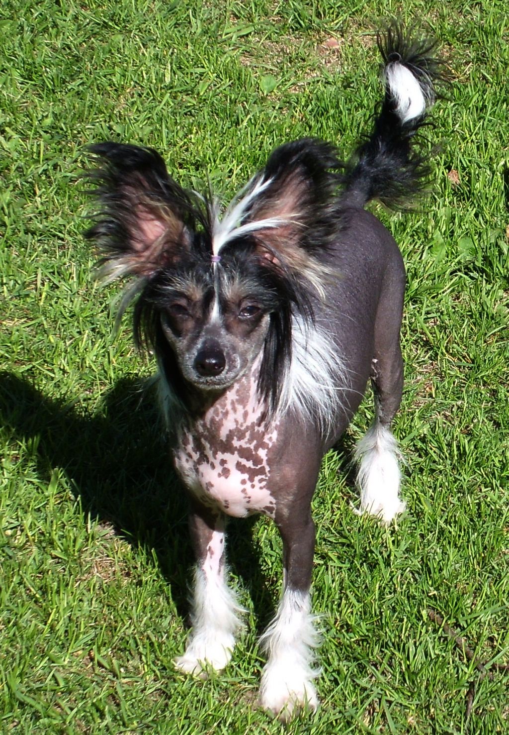 Golden Dream Stars Hope for Luck