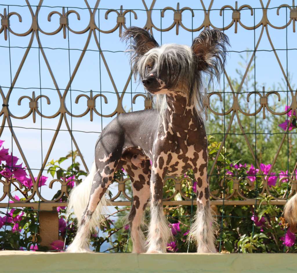 Bright Starlight of Blue Champagne