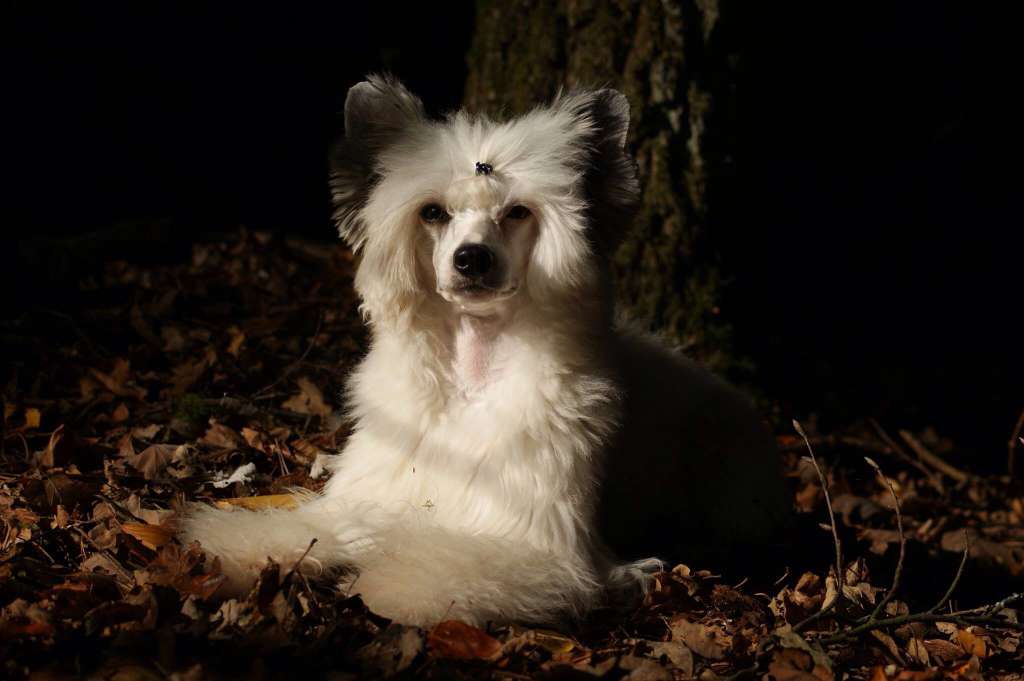 Shooting Star of Blue Champagne