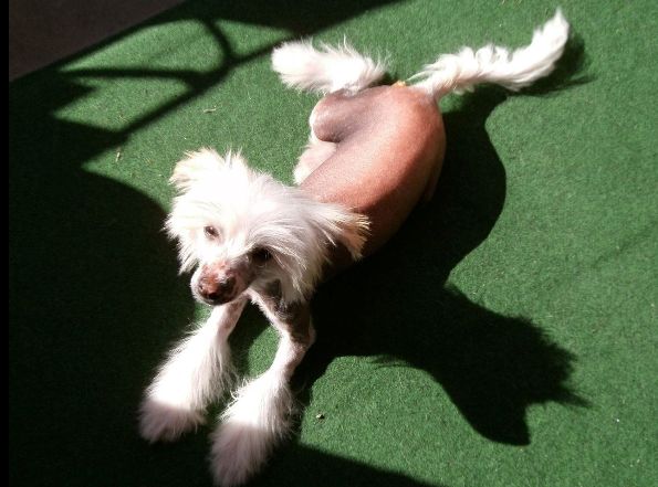 Boss vom Vierzgerhof