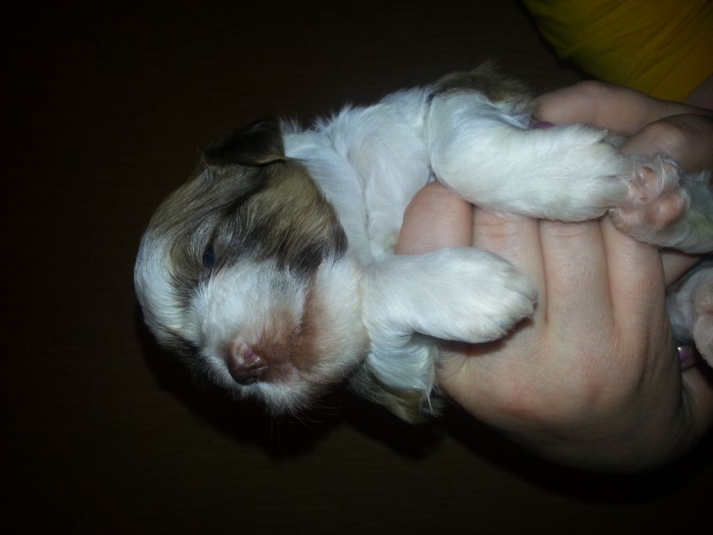 Sspoloch Show Sanders Alan Oliver