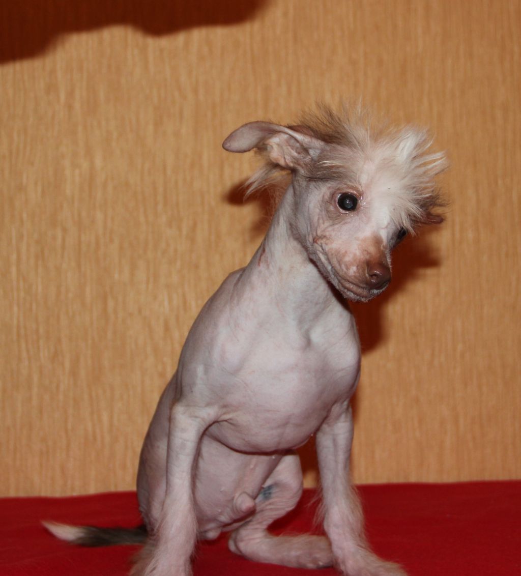 Sspoloch Show Sem Gregori Mak Donald