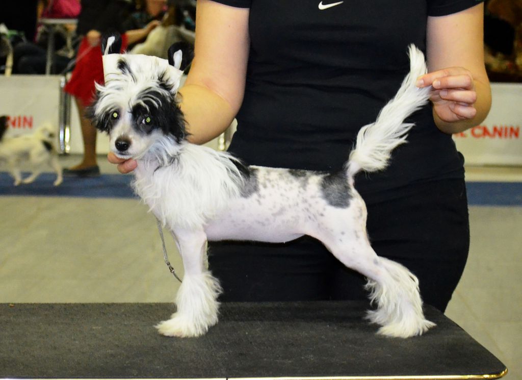 Futureline Felicie Luxury Etno Spirit