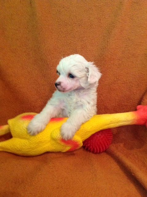 Frendor's Show me love