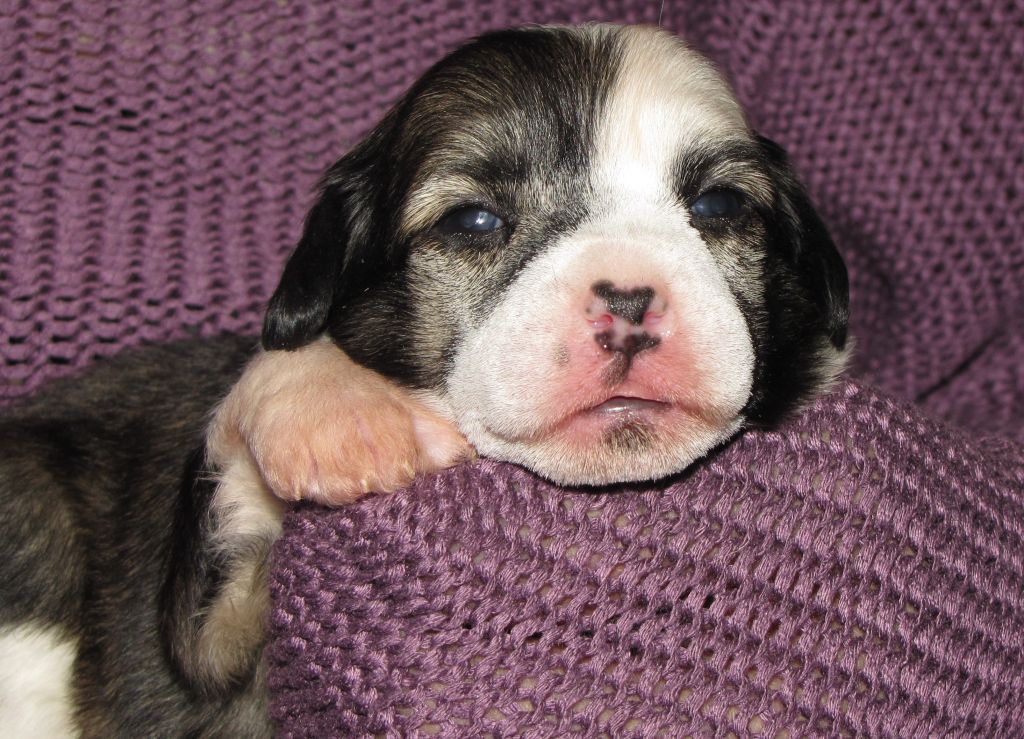 Oi Slavna  Iz Hohlyandii