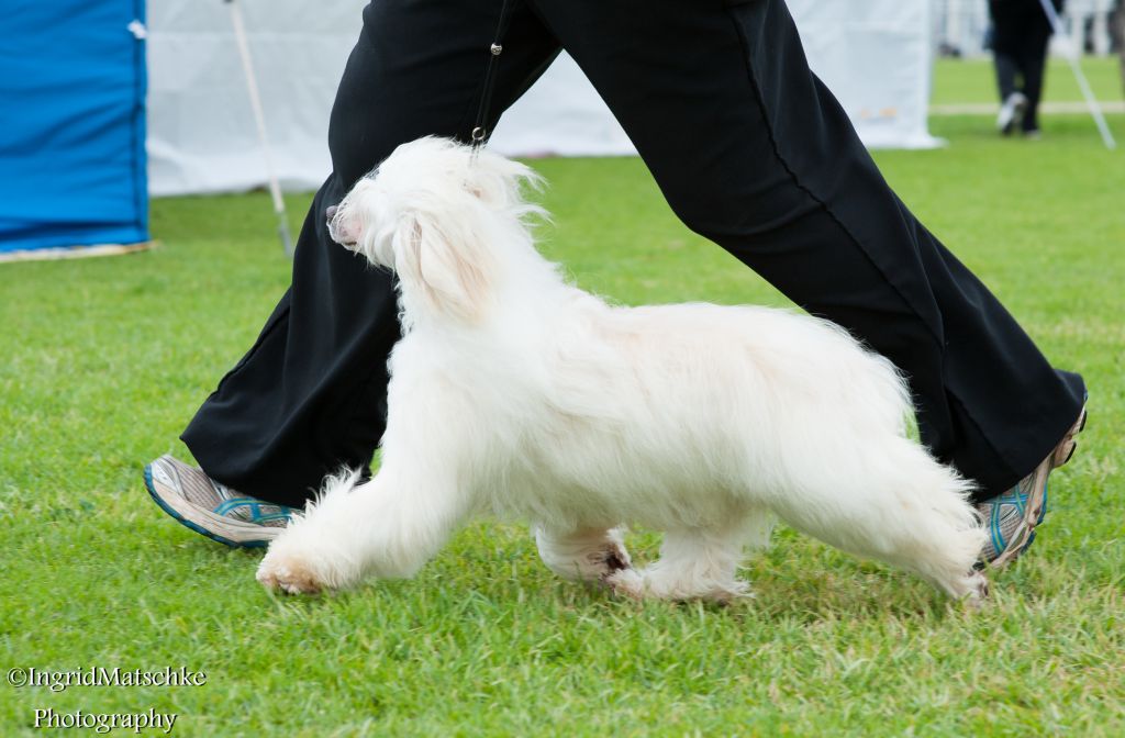 Xioma Howlin At The Moon