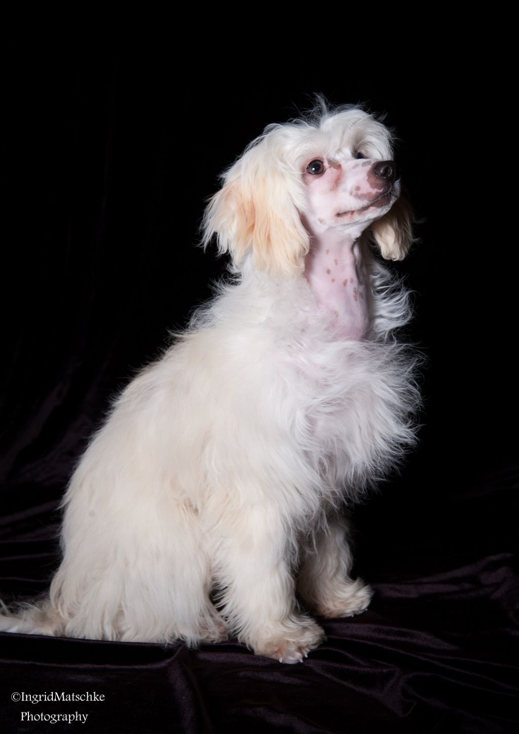 Xioma Fly Me To The Moon