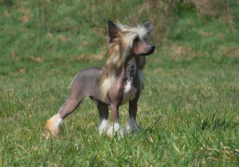 Brixius Makes of Magic