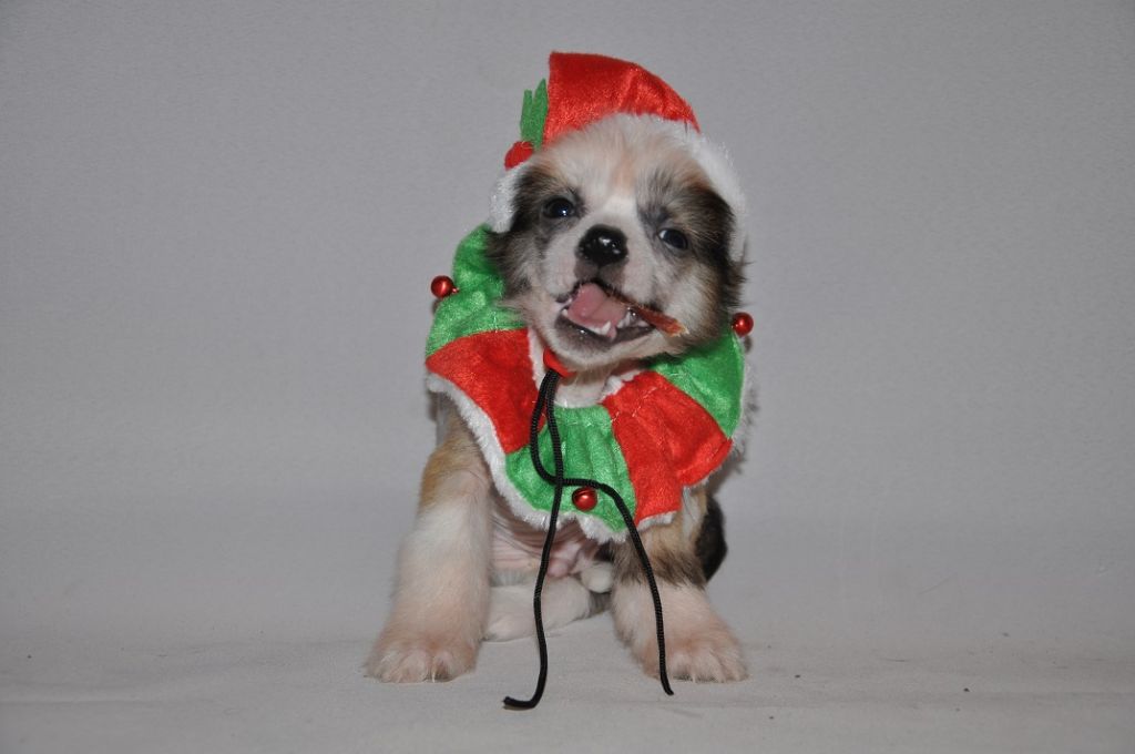 Beagan Makes of Magic