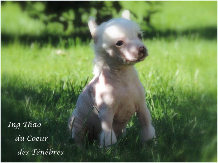 Ing-thao Du Coeur Des Tenebres