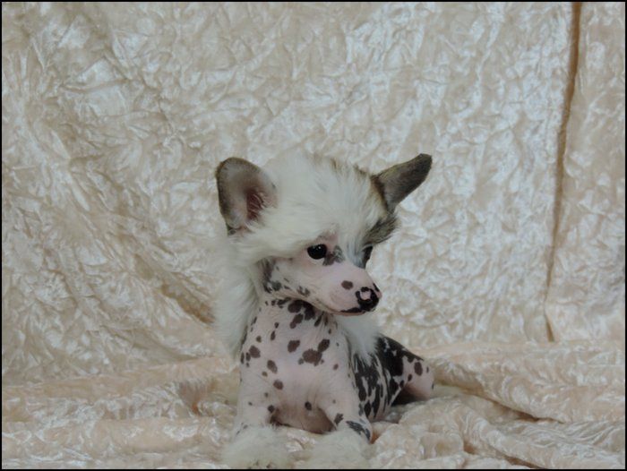 Iing Iiang Du Coeur Des Tenebres