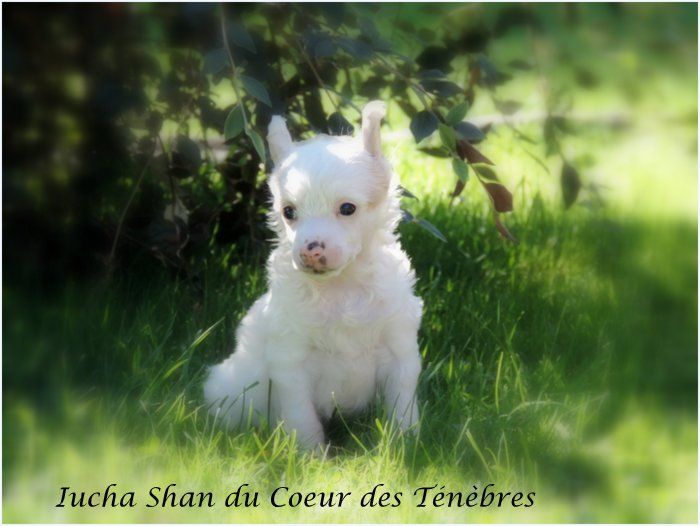 Iucha-shan Du Coeur Des Tenebres