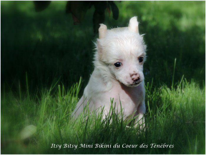 Itsy Bitsy Mini Bikini Du Coeur Des Tenebres