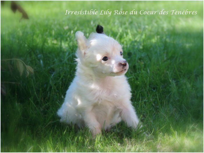 Irresistible Lily Rose Du Coeur Des Tenebres