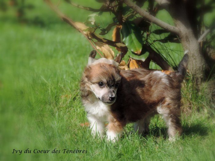 Ivy Du Coeur Des Tenebres